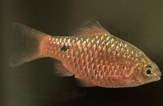 Puntius conchonius ou barbus rosé